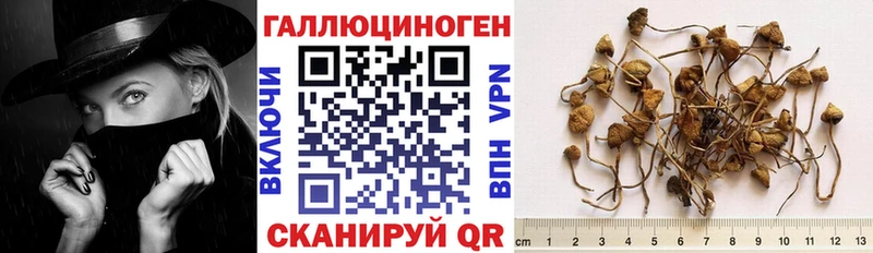 ссылка на мегу зеркало  Кропоткин  Галлюциногенные грибы мицелий 